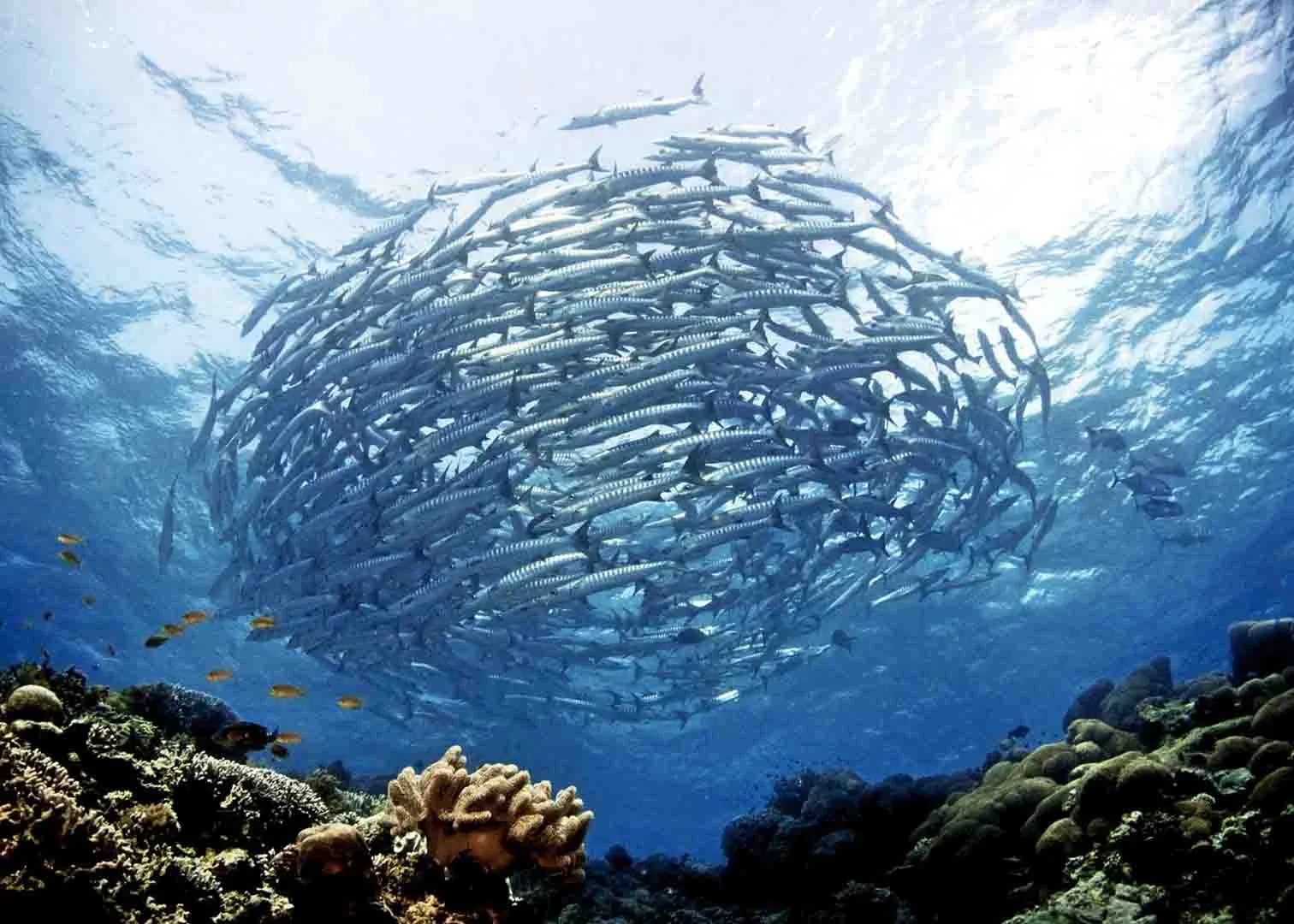 School of Barracuda at Sipadan, Malaysia